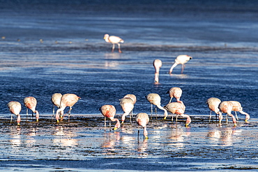 James's flamingos (Phoenicoparrus jamesi), Salar de Tara y Aguas Calientes I, Los Flamencos National Reserve, Chile, South America