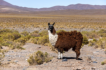 Llama (Lama glama), near route 33, Piedra del Molino, Los Cardones National Park, Salta Province, Argentina, South America