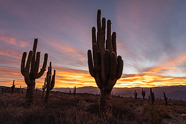 Sunset on Argentine saguaro cactus (Echinopsis terscheckii), Los Cardones National Park, Salta Province, Argentina, South America