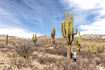 Photographer with Argentine saguaro cactus (Echinopsis terscheckii), Los Cardones National Park, Salta Province, Argentina, South America