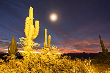 Moonlight on Argentine saguaro cactus (Echinopsis terscheckii), Los Cardones National Park, Salta Province, Argentina, South America