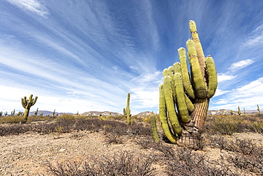 Argentine saguaro cactus (Echinopsis terscheckii), Los Cardones National Park, Salta Province, Argentina, South America