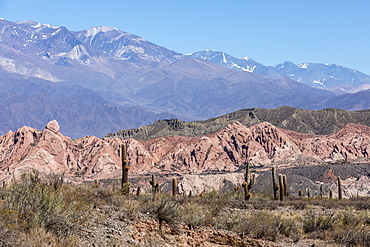 Argentine saguaro cactus (Echinopsis terscheckii), Los Cardones National Park, Salta Province, Argentina, South America