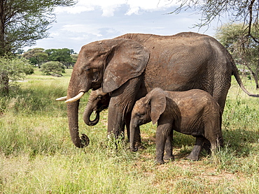 African bush elephant (Loxodonta africana), mother and calves, Tarangire National Park, Tanzania, East Africa, Africa