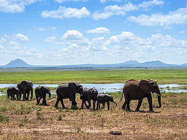 A herd of African bush elephants (Loxodonta africana), Tarangire National Park, Tanzania, East Africa, Africa