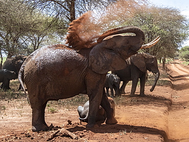 African bush elephants (Loxodonta africana), taking a dust bath, Tarangire National Park, Tanzania, East Africa, Africa