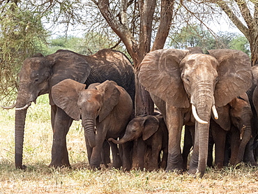 A herd of African bush elephants (Loxodonta africana), Tarangire National Park, Tanzania, East Africa, Africa
