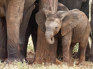 A herd of African bush elephants (Loxodonta africana), protecting a newborn calf in Tarangire National Park, Tanzania, East Africa, Africa