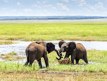 Young African bush elephants (Loxodonta africana), playing in the water, Tarangire National Park, Tanzania, East Africa, Africa