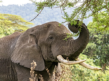 African bush elephant (Loxodonta africana), feeding inside Ngorongoro Crater, Tanzania, East Africa, Africa
