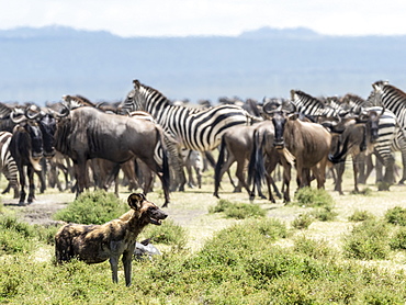 African wild dog (Lycaon pictus), probing zebras and wildebeest in Serengeti National Park, Tanzania, East Africa, Africa