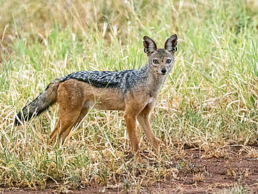 An adult black-backed jackal (Lupulella mesomelas), Tarangire National Park, Tanzania, East Africa, Africa