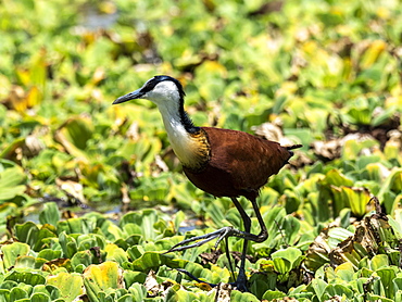 Adult African jacana (Actophilornis africanus), Lake Manyara National Park, Tanzania, East Africa, Africa