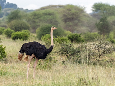 An adult male Masai ostrich (Struthio camelus massaicus), Tarangire National Park, Tanzania, East Africa, Africa