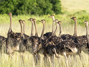 A flock of young Masai ostriches (Struthio camelus massaicus), Tarangire National Park, Tanzania, East Africa, Africa