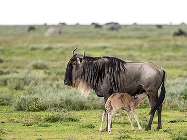 A newborn blue wildebeest (brindled gnu) (Connochaetes taurinus), nursing in Serengeti National Park, Tanzania, East Africa, Africa