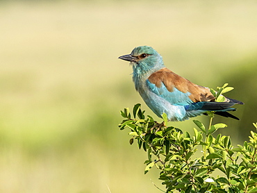 An adult European roller (Coracias garrulus), Tarangire National Park, Tanzania, East Africa, Africa