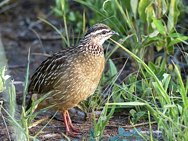 An adult crested francolin (Dendroperdix sephaena), Tarangire National Park, Tanzania, East Africa, Africa