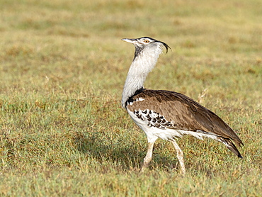 Adult kori bustard (Ardeotis kori), Ngorongoro Crater, Tanzania, East Africa, Africa