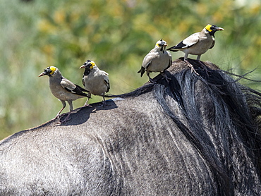 Adult wattled starlings (Creatophora cinerea), on the back of a wildebeest in Serengeti National Park, Tanzania, East Africa, Africa