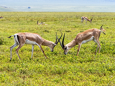 Adult male Grant's gazelles (Nanger granti) sparring inside Ngorongoro Crater, UNESCO World Heritage Site, Tanzania, East Africa, Africa