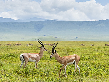 Adult male Grant's gazelles (Nanger granti), inside Ngorongoro Crater, UNESCO World Heritage Site, Tanzania, East Africa, Africa