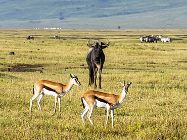 Thomson's gazelles (Eudorcas thomsonii), in Ngorongoro Crater, UNESCO World Heritage Site, Tanzania, East Africa, Africa