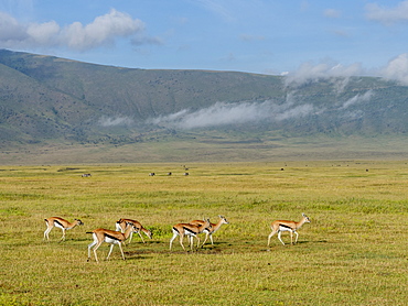 Thomson's gazelles (Eudorcas thomsonii), in Ngorongoro Crater, UNESCO World Heritage Site, Tanzania, East Africa, Africa