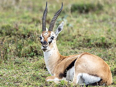 Thomson's gazelle (Eudorcas thomsonii), Serengeti National Park, Tanzania, East Africa, Africa