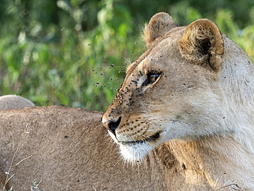 A female lioness (Panthera leo), Serengeti National Park, Tanzania, East Africa, Africa