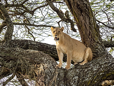 A female lioness (Panthera leo), in a tree in Serengeti National Park, Tanzania, East Africa, Africa