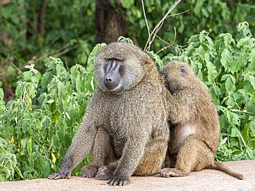 Olive baboons (Papio anubis) grooming each other in Ngorongoro Conservation Area, Tanzania, East Africa, Africa