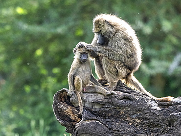 Olive baboons (Papio anubis) grooming each other in Ngorongoro Conservation Area, Tanzania, East Africa, Africa