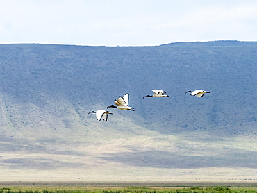 African sacred ibis (Threskiornis aethiopicusi), in flight inside Ngorongoro Crater, UNESCO World Heritage Site, Tanzania, East Africa, Africa