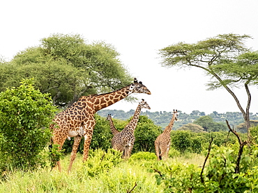 Adult Masai giraffes (Giraffa camelopardalis tippelskirchii) feeding in Tarangire National Park, Tanzania, East Africa, Africa