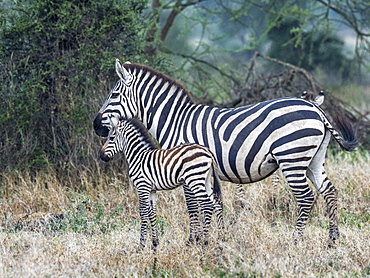 Plains zebra (Equus quagga), mother and colt, Serengeti National Park, Tanzania, East Africa, Africa