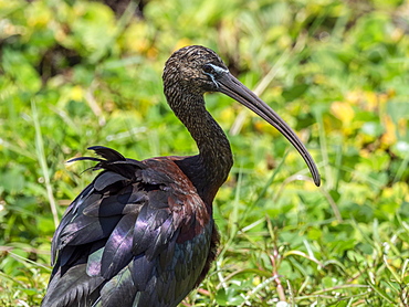 Adult glossy ibis (Plegadis falcinellus), Lake Manyara National Park, Tanzania, East Africa, Africa