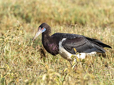 Adult Abdim's stork (Ciconia abdimii), Ngorongoro Crater, Tanzania, East Africa, Africa