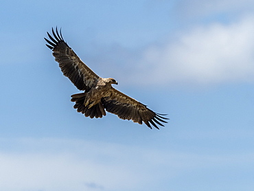 An adult tawny eagle (Aquila rapax) in flight in Serengeti National Park, Tanzania, East Africa, Africa