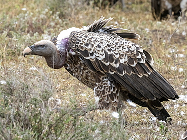 Ruppell's vultures (Gyps rueppelli), on the carcass of a plains zebra in Serengeti National Park, Tanzania, East Africa, Africa