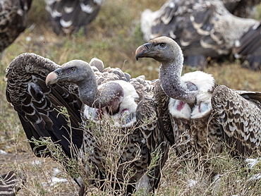 Ruppell's vultures (Gyps rueppelli), on the carcass of a plains zebra in Serengeti National Park, Tanzania, East Africa, Africa