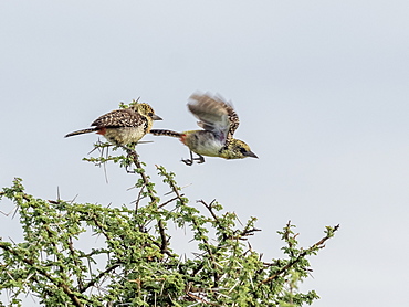 A pair of D'Arnaud's barbets (Trachyphonus darnaudii), Serengeti National Park, Tanzania, East Africa, Africa