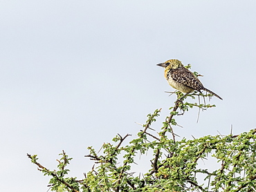 An adult D'Arnaud's barbet (Trachyphonus darnaudii), Serengeti National Park, Tanzania, East Africa, Africa