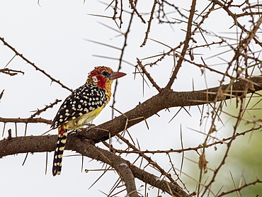 An adult red-and-yellow barbet (Trachyphonus erythrocephalus), Tarangire National Park, Tanzania, East Africa, Africa