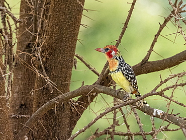 An adult red-and-yellow barbet (Trachyphonus erythrocephalus), Tarangire National Park, Tanzania, East Africa, Africa