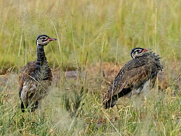 A pair of White-bellied korhaans (Eupodotis senegalensis), Tarangire National Park, Tanzania, East Africa, Africa