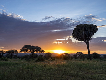 Candelabra tree (Euphorbia candelabrum) at sunrise in Tarangire National Park, Tanzania, East Africa, Africa