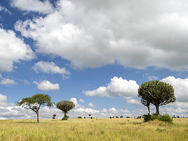 Acacia tree and candelabra tree (Euphorbia candelabrum) in Tarangire National Park, Tanzania, East Africa, Africa