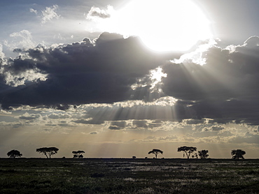 Sunrise over acacia trees in Serengeti National Park, UNESCO World Heritage Site, Tanzania, East Africa, Africa