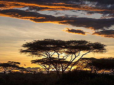 Sunrise over acacia trees in Serengeti National Park, UNESCO World Heritage Site, Tanzania, East Africa, Africa